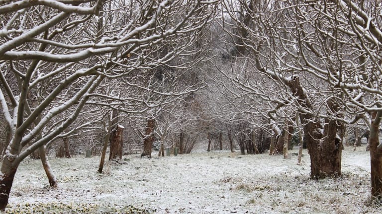 Winter Tree Walk at Wandlebury