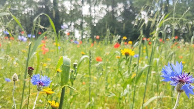 Wandlebury Wildflowers in Summer